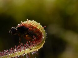 Sundew (Drosera capensis) CU curl over fly Stock Footage