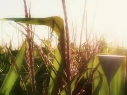 Corn Crop Stock Footage