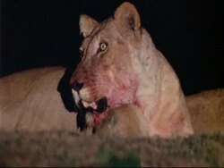 CU Lionesses bloody head, panting, at night, Mana Pools, Zimbabwe Stock Footage