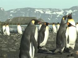 MS, King penguins (Aptenodytes patagonicus) walking on pebbles, mountains in background, South Georgia Island, Falkland Islands, British overseas territory Stock Footage