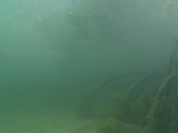 MS TD Shot of Mangrove tree prop roots submerged in estuary and covered in algae / Pemba, Cabo Delgado, Mozambique Stock Footage