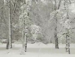 Blizzard and Trees Stock Footage