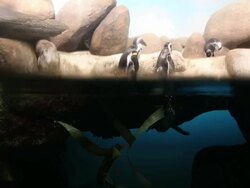 Valentine's Day Celebrated At San Francisco Zoo Stock Footage