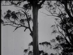 Forest Giants Fall To Australian Axes News Clip