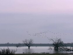 European Cranes (Grus grus) in flight over lake, North East Extremadura in Dehesa. Stock Footage
