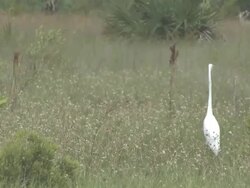 White egret 103 Stock Footage