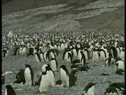 WA large colony of Adelie Penguin, Pygoscelis adeliae, dotted over brown landscape, Antarctica Stock Footage