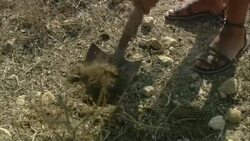An archaeologist in sandals shovels dirt near the ruins of Oudna Amphitheater in Tunisia. Stock Footage