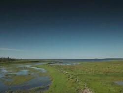 View of a swamp  Stock Footage