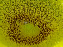 Sun Flower with Bee, Close Up Stock Footage