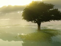 Strong Tree Stock Footage