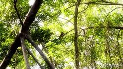 Red howler monkey Stock Footage