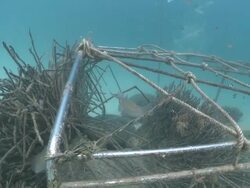 CU Reef squid mating and laying eggs / Mabul, Sabah, Malaysia   Stock Footage