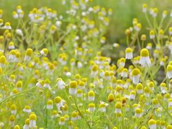 Chinese herbs Stock Footage