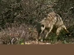 Meerkat (Suricata suricatta) eats a scorpion, Namaqualand, South Africa Stock Footage