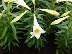 New York's Rockefeller Center Prepares For Easter Holiday Stock Footage