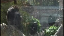 Enviroment agency will introduce new chimpanzee familly at zoo Instructional Video