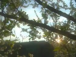 HD Motion Time-Lapse: Blossom Tree At Sunset Stock Footage