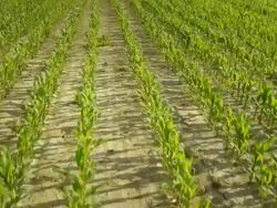 HD: High Angle Shot Of A Corn Field Stock Footage