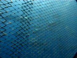 Tuna seen through bars swimming within cage at fish farm, Mediterranean Sea. Stock Footage