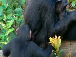 MS high angle Chimpanzee mother with baby, grooming another chimp, chimp takes hold of baby's hand and kisses it Stock Footage