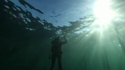 Underwater shots off the coast of Gansbaai News Clip