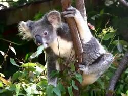 Koala, Australia, Chewing on Eucalyptus Leaves in Tree Stock Footage