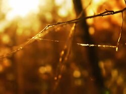 Dry branch and spiderweb Stock Footage