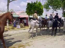 MS CU Riders in traditional dress seating  on horses / Seville, Andalusia, Spain Stock Footage