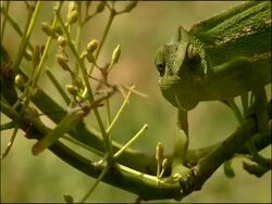 Mediterranean Chameleon (Chamaeleo chamaeleon) watching mantis, Alcaucin, Malaga, Andalusia, Southern Spain Stock Footage