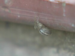 False Widow Spider Closes School. News Clip