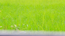 Movement of green rice Stock Footage