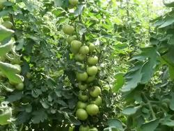 MS ZI Farm of solanum lycopersicum or tomato / Serrig, Rhineland-Palatinate, Germany Stock Footage