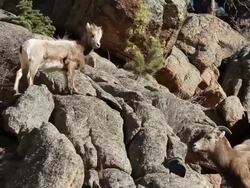 MS PAN Shot of bighorn ewes and lambs moving on rock ledge / Estes Park, Colorado, United States Stock Footage