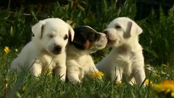 CU, Three Rat Terrier puppies in grass Stock Footage
