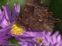 SLOW MOTION: Comma Butterfly Stock Footage