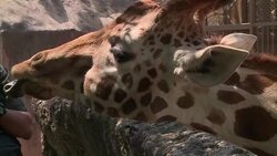 CLEAN : Mexico City zoo celebrates new-born giraffe News Clip