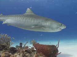Tiger shark close up Stock Footage