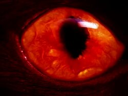 red monster eye Stock Footage