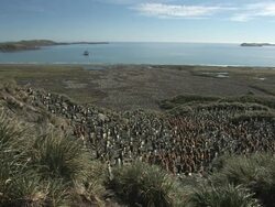 WS, HA, King penguin (Aptenodytes patagonicus) rookery, ship anchored in bay in distance, South Georgia Island, Falkland Islands, British overseas territory Stock Footage