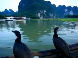 Two cormorants standing on moving raft Stock Footage