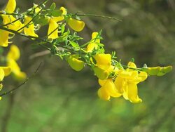 CU Shot of oak tree / Kastel Staadt, Rhineland Palatinate, Germany Stock Footage