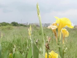 Yellow flowers Stock Footage