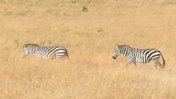 Zebra Grazing at Savannah Stock Footage