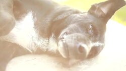 Dogs Barking Stock Footage