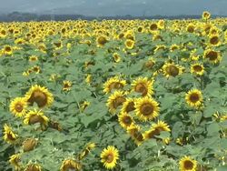 HD: Field of sunflowers Stock Footage