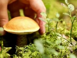 Fungus - Boletus betulicola bun Stock Footage