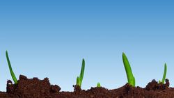 Do Plants Think? Instructional Video