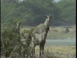 MS family of Bluebuck Antelopes standing, alert, Heat haze, Gujarat, India Stock Footage