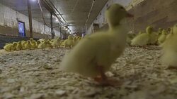 CLEAN : In the US foie gras farmers are fighting for acceptance News Clip
